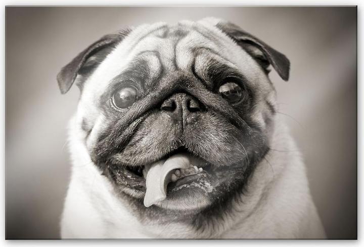 Actual product image Trenddeko Lovable pug (150 x 100 cm)