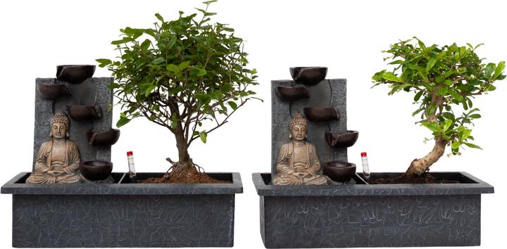 Produktbild Plant in a Box Bonsai Ligustrum, Carmona, Ficus Retusa, Syzygium, Sageretia - 2er Set Bonsai Wassersystem Buddha (25 cm)