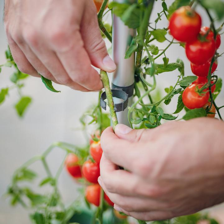 Image du produit Gusta Garden Tom Tomato (35 cm)