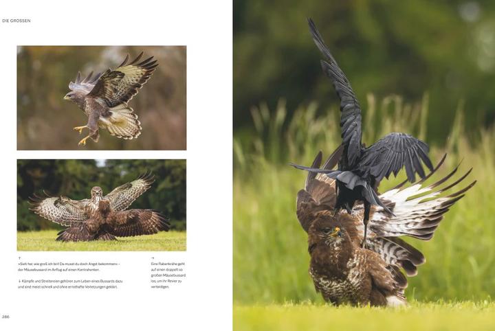 Immagine prodotto Die magische Welt unserer Vögel (Tedesco, Matthias Futterer, Hannes Bonzheim, 2022)