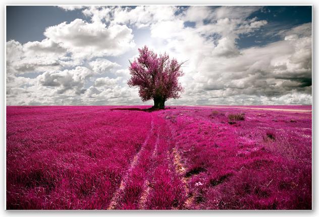 Produktbild Trenddeko The Lonely Tree (60 x 40 cm)