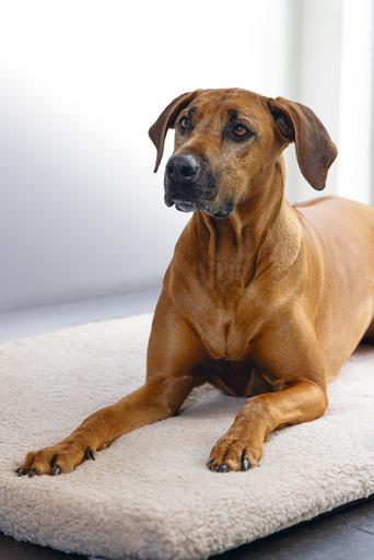 Productafbeelding Beeztees Ito (Hond)