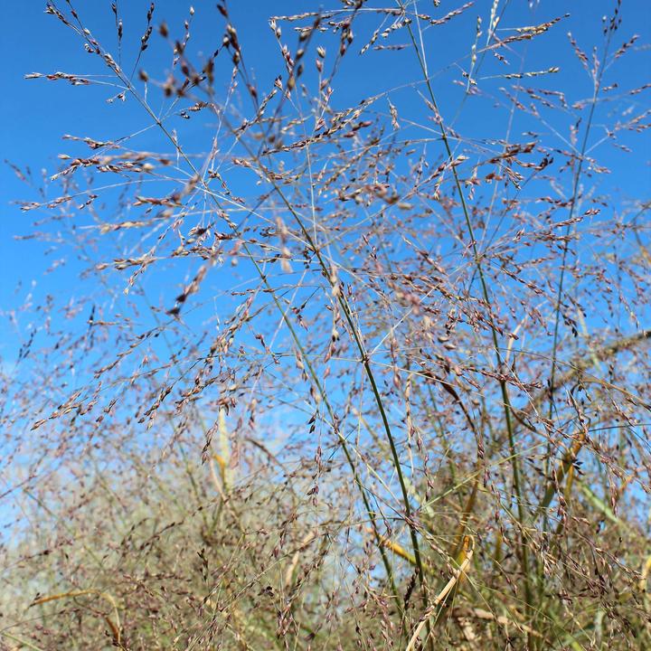 Actual product image Zulauf Switchgrass / Panicum virgatum Prairie Sky (40 cm)