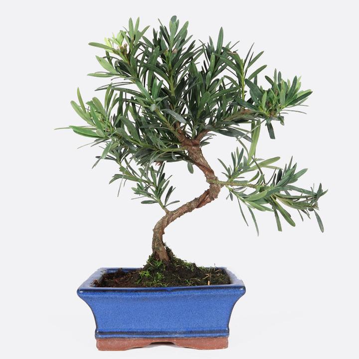 Produktbild Bonsai.ch Podocarpus Steineibe cm