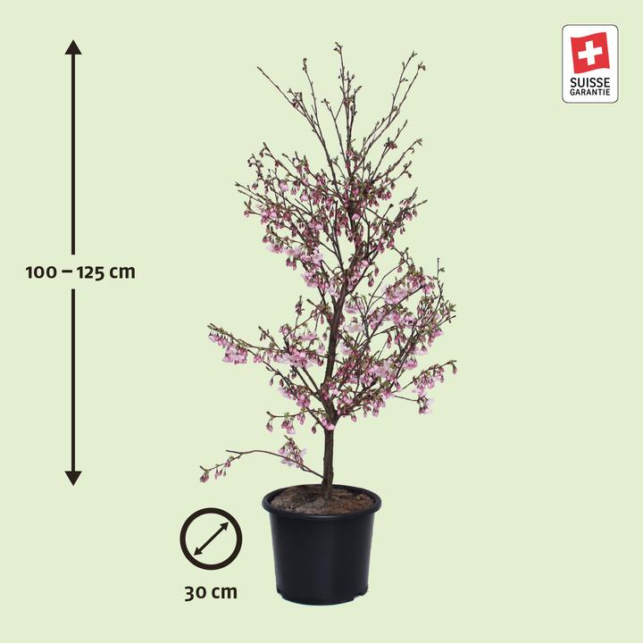 Image du produit Zulauf Zier-Kirsche / Prunus 'Accolade' (125 cm)
