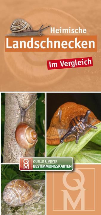 Immagine prodotto Heimische Landschnecken im Vergleich (Tedesco, Editori Quelle & Meyer, 2024)