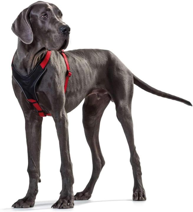 Actual product image Hunter Dog harness (XS, Dog, General, Walks, Dog sport)