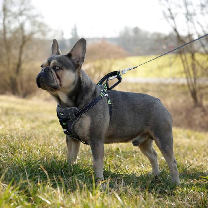Immagine prodotto Kerbl Autosicherheitsgeschirr (Cane, Chiusura di sicurezza)
