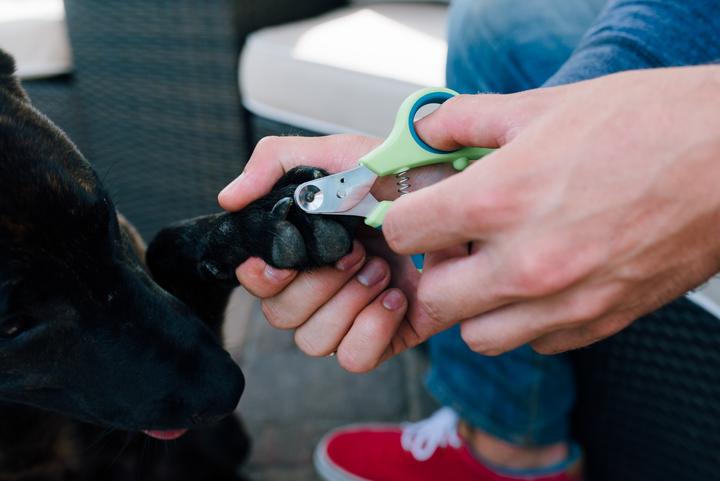 Actual product image Zen Clipper Claw scissors (Cat, Dog)
