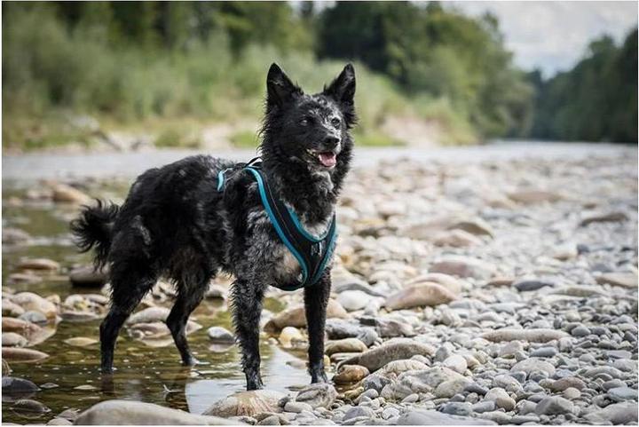 Image du produit Grossenbacher Harnais thoracique Chiens Fun Run (XL, Chien, Travail, Sport canin, Jogging)