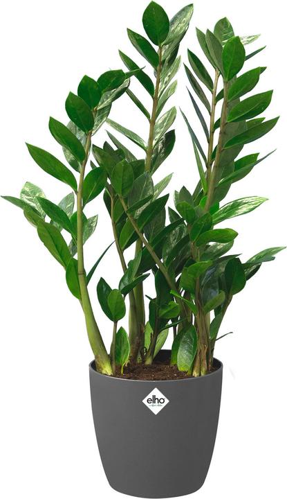 Actual product image Elho Brussels (22.30 cm)