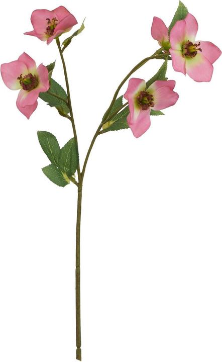 Actual product image Hill Interiors The Natural Garden Collection Varigated Hellibore Artificial Flower (47 cm)