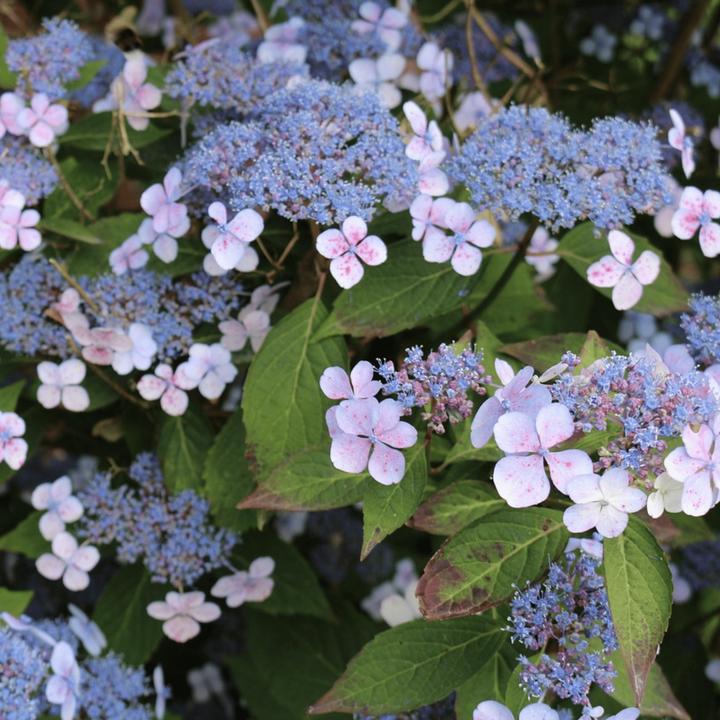 Produktbild Plant in a Box Hydrangea serrata 'Magic Pillow' - Hortensie (25 cm)