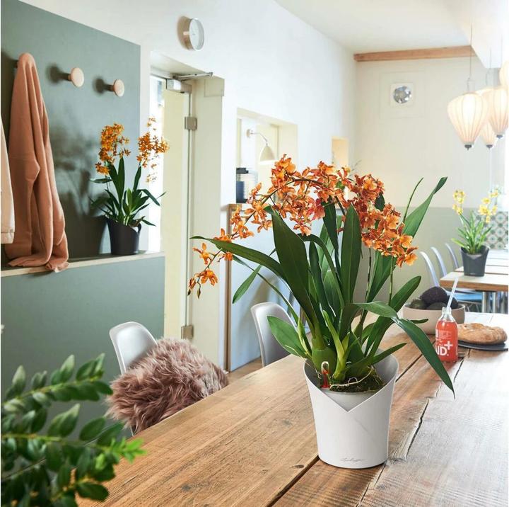 Actual product image Lechuza Orchidea (17.90 cm)