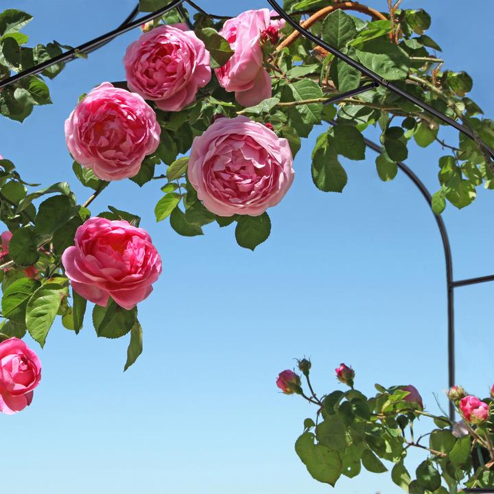 Actual product image Relaxdays Rose arch (38 cm, 140 cm)