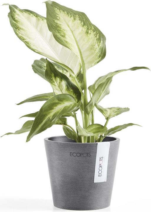 Image du produit Ecopots Amsterdam Mini (10.50 cm)