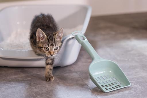 Actual product image Beeztees Kitten Shaker Lifty