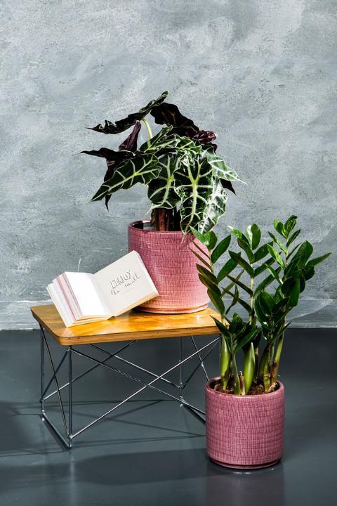 Produktbild VEG and the City Mandia (Glücksfeder Zamioculcas zamiofolia) (45 cm)