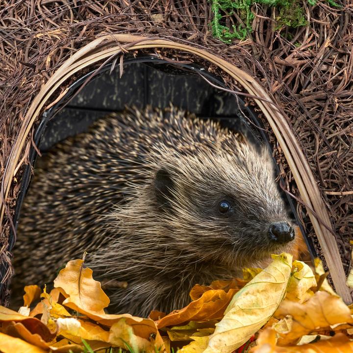 Actual product image Relaxdays Hedgehog House