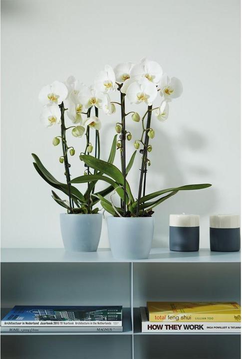 Immagine prodotto Elho Brussels (16 cm)