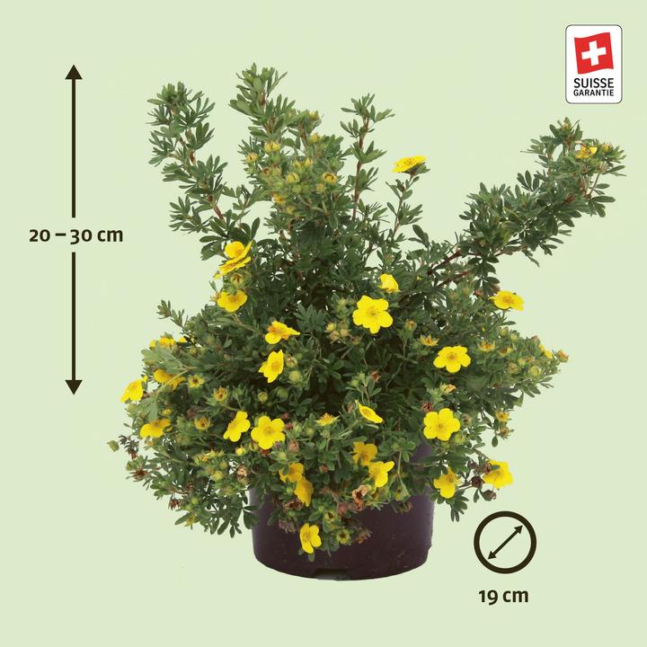 Produktbild Zulauf Fingerstrauch / Potentilla fruticosa 'Sommerflor' (80 cm)