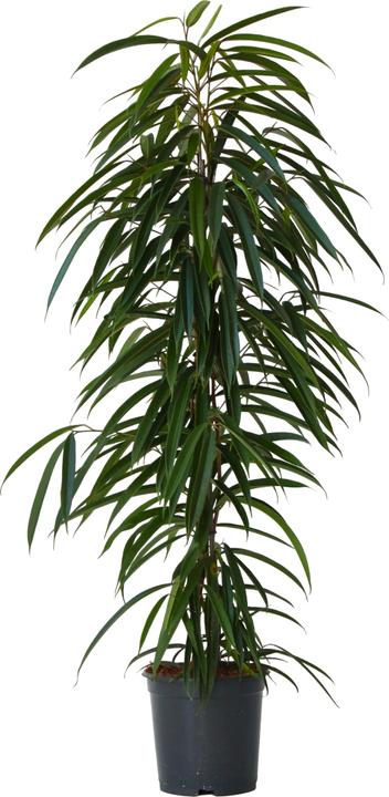 Image du produit Plant in a Box Ficus Binnendijckii Alii - Plante violoniste (100 cm)