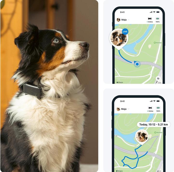 Produktbild Tractive GPS Tracker Dog 6 (Hund, Spazieren)