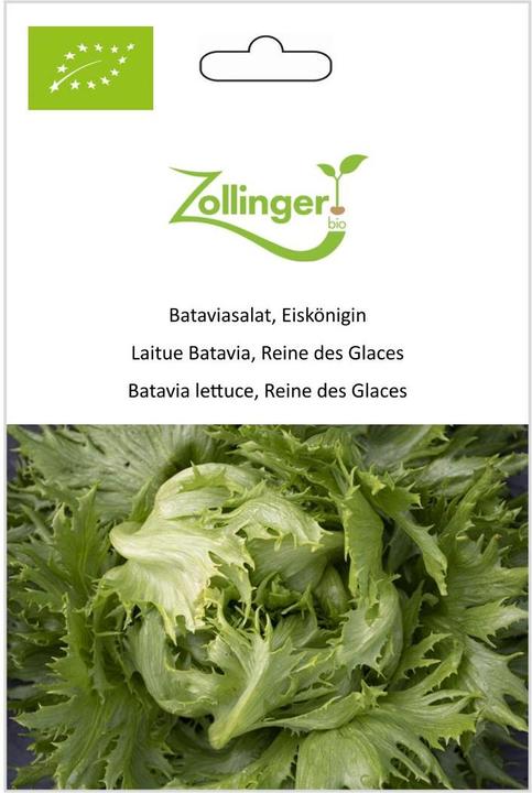 Zollinger Bio Insalata Batavia, Regina del Ghiaccio (Germogli)