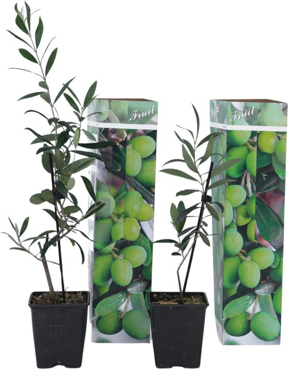 Image du produit Plant in a Box Olea Europaea - Lot de 2 oliviers (25 cm)