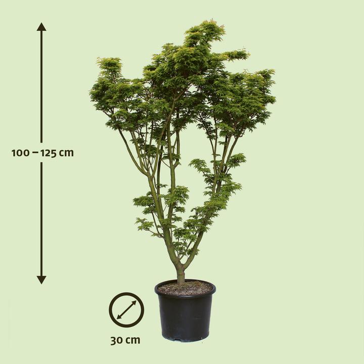 Immagine prodotto Zulauf Japanischer Fächer-Ahorn / Acer palmatum 'Shishigashira' (100 cm)