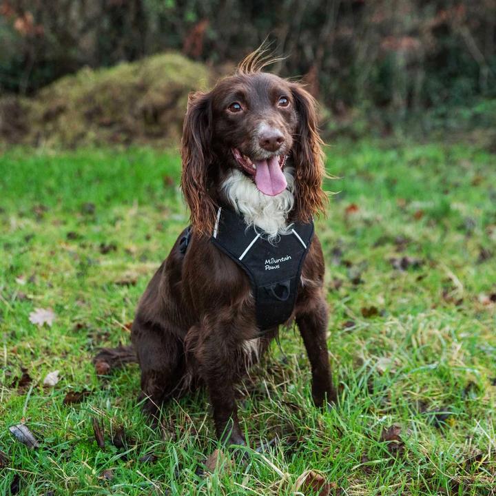 Actual product image Mountain Paws Dog Harness, Extra Large, Black (Dog, General)