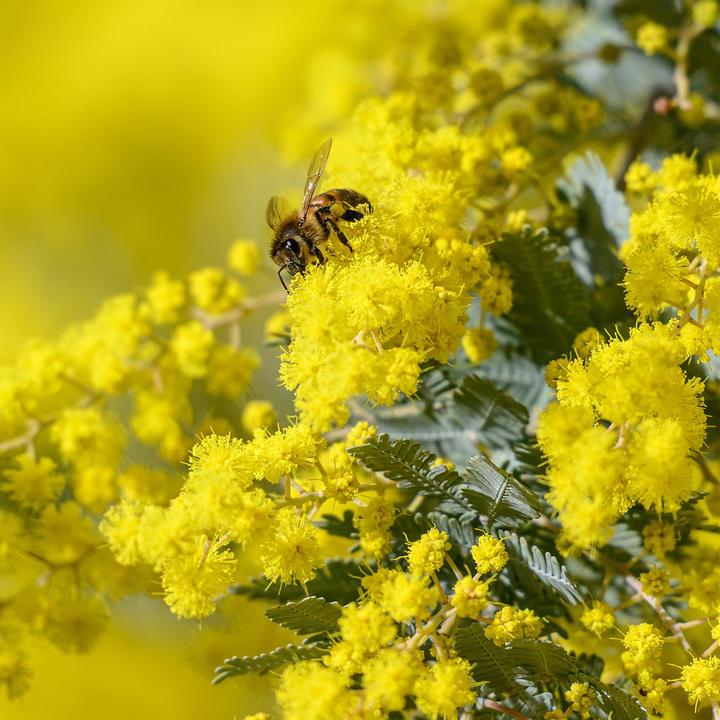 Produktbild Plant in a Box Acacia dealbata Mimosa - Mimosen 3er Set (40 cm)