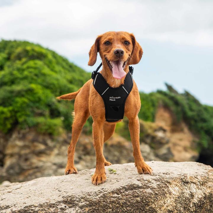 Actual product image Mountain Paws Dog Harness, Extra Large, Black (Dog, General)