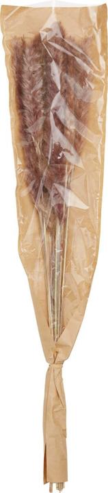 Image du produit micasa Herbe de la pampa (65 cm)