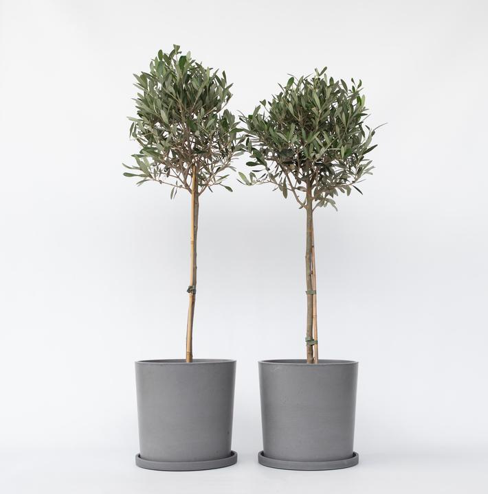 Actual product image Plant in a Box Olea Europaea - Set of 2 olive trees (90 cm)