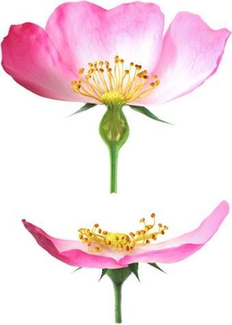 Image du produit Weleda Soin de jour lissant à la rose sauvage (30 ml, Crème de jour)