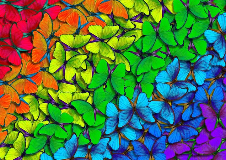 Immagine prodotto Enjoy Puzzle ENJOY-1961 - Farfalle arcobaleno, puzzle da 1000 pezzi (1000 pezzi)