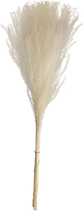 Produktbild Dijk Chinaschilf - Miscanthus (Trockenblumen)